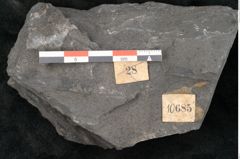 Foto (Detailansicht) von Neuropteris sp.  (NHMW-GEO-2024-0188-10685)